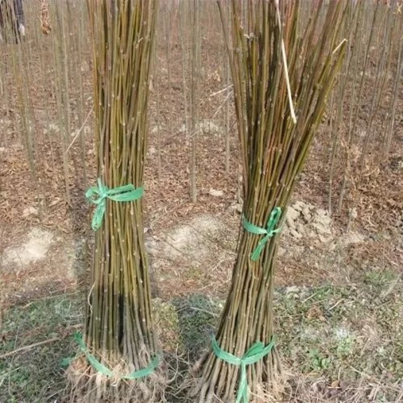栾树苗栾树苗小苗黄山栾北京栾园林工程绿化苗木行道树庭院风