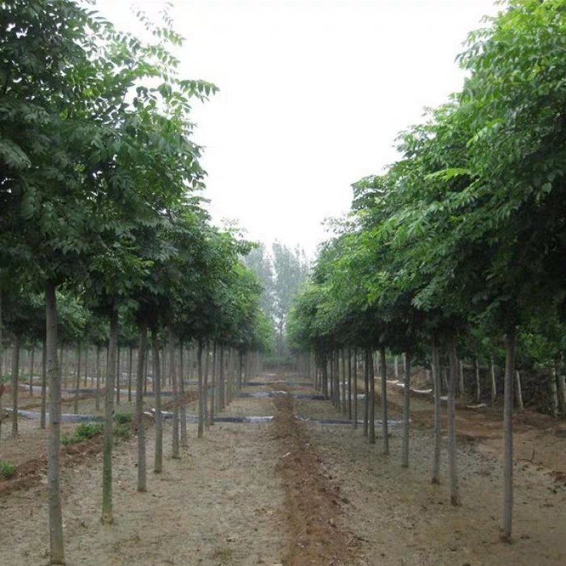 栾树苗栾树苗小苗黄山栾北京栾园林工程绿化苗木行道树庭院风
