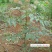 栾树苗栾树苗小苗黄山栾北京栾园林工程绿化苗木行道树庭院风