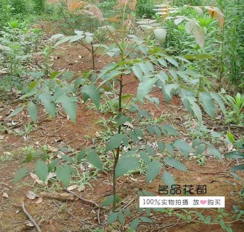 栾树苗栾树苗小苗黄山栾北京栾园林工程绿化苗木行道树庭院风