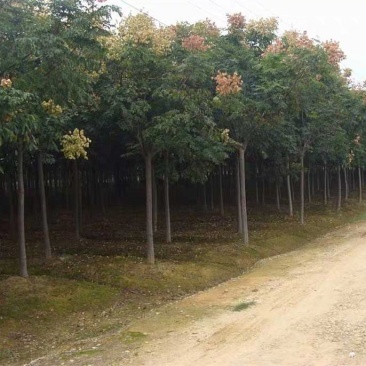 栾树苗栾树苗小苗黄山栾北京栾园林工程绿化苗木行道树庭院风