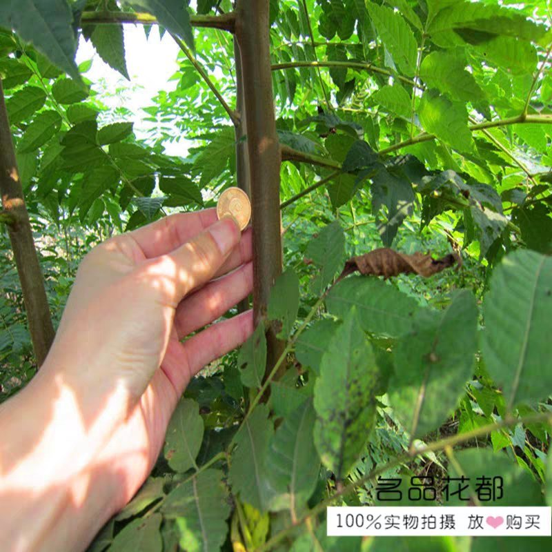 栾树苗栾树苗小苗黄山栾北京栾园林工程绿化苗木行道树庭院风
