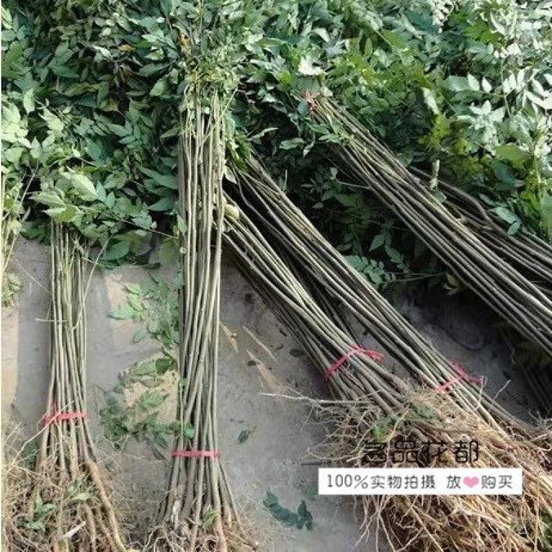 栾树苗栾树苗小苗黄山栾北京栾园林工程绿化苗木行道树庭院风