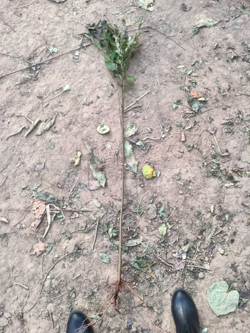 栾树苗栾树苗小苗黄山栾北京栾园林工程绿化苗木行道树庭院风