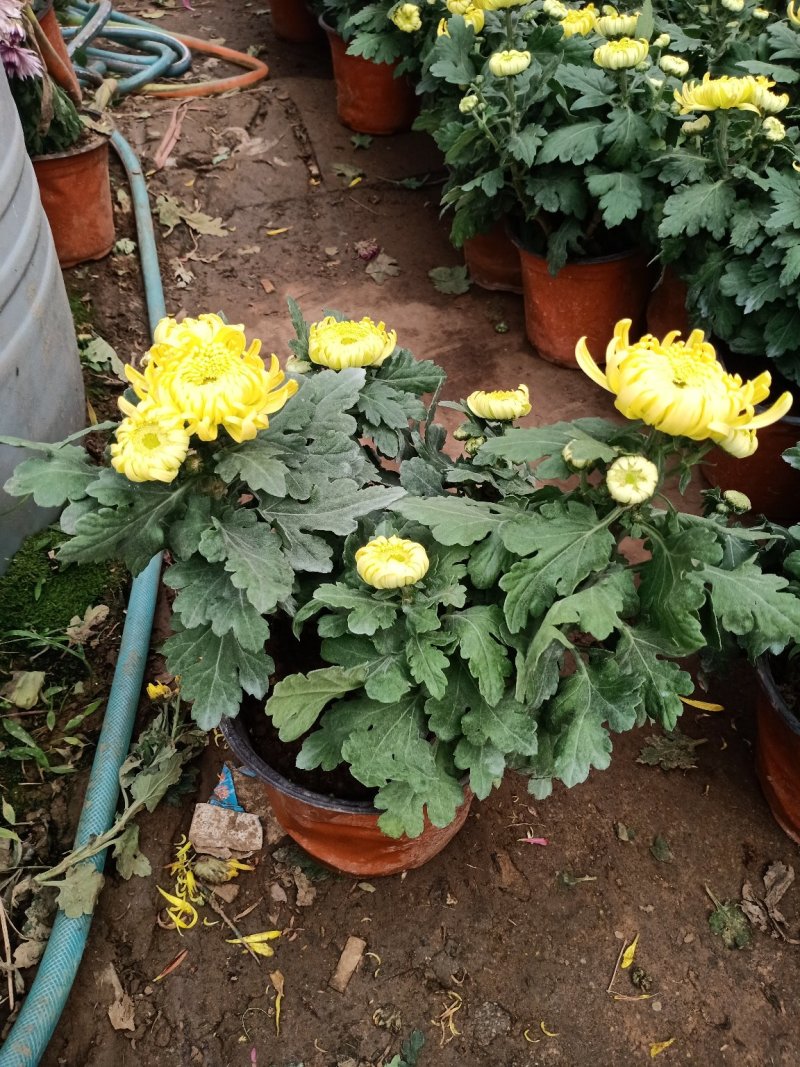 菊花盆栽带花苞四季开花九月菊带花秋菊大苗花苗室内植物盆栽