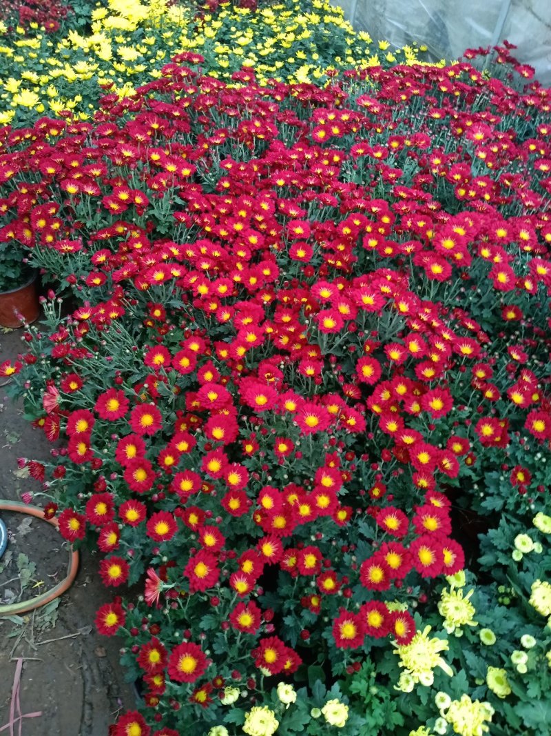 菊花盆栽带花苞四季开花九月菊带花秋菊大苗花苗室内植物盆栽