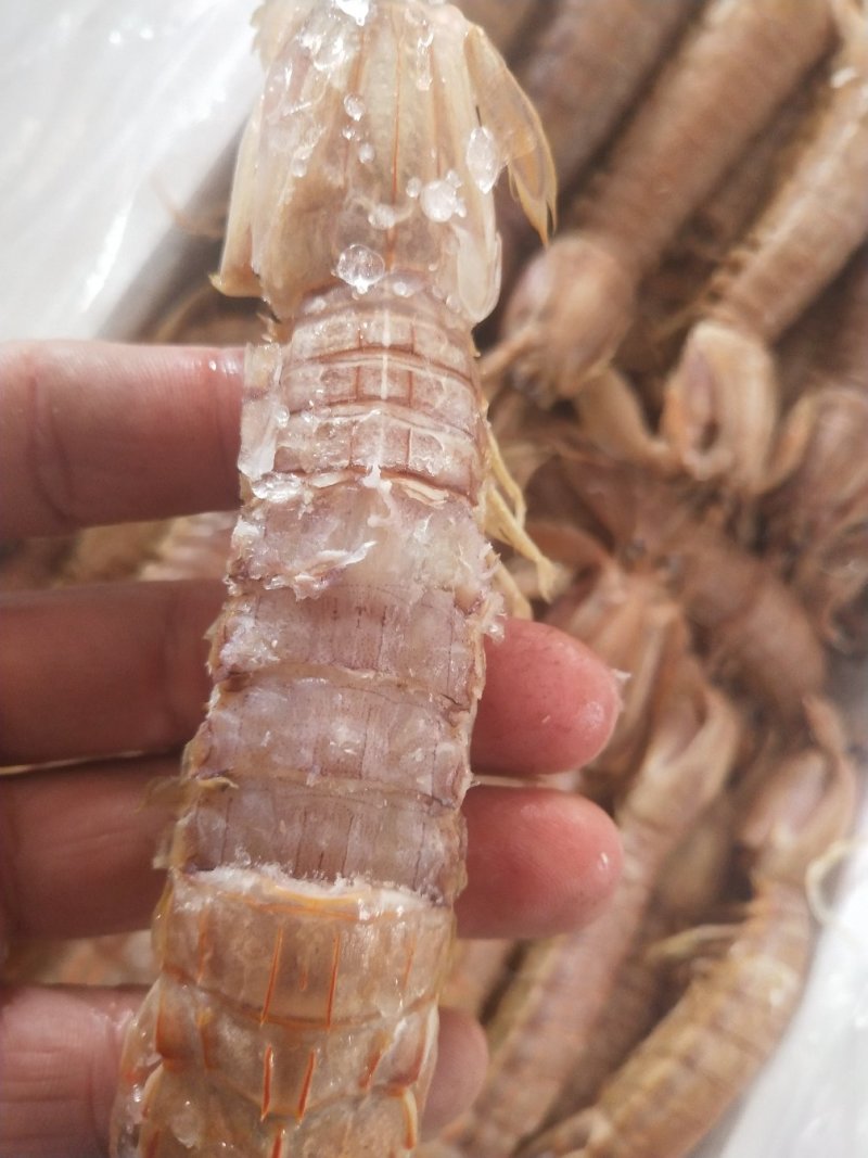优质磷虾，无盐虾皮
