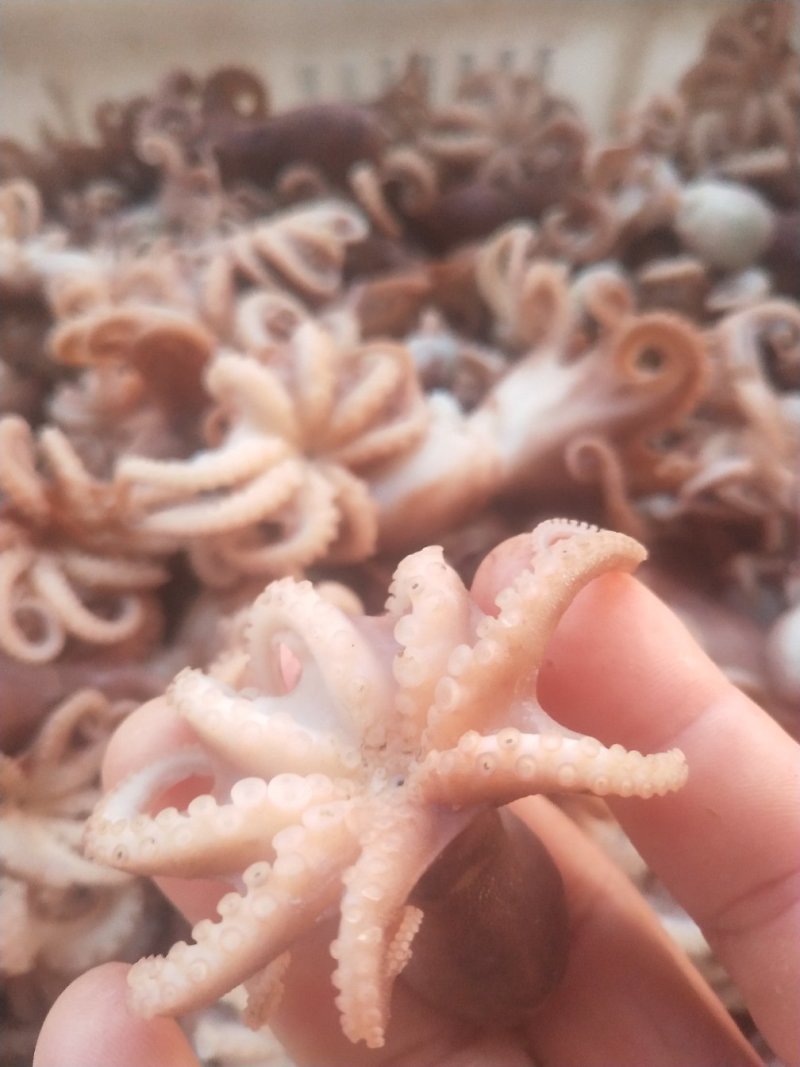 熟冻皮皮虾，