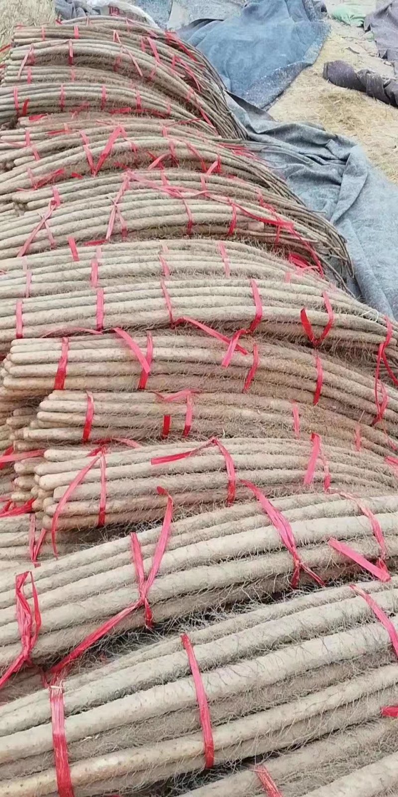 铁棍山药，山东山药，支持全国物流发货，零售加批发价格便宜