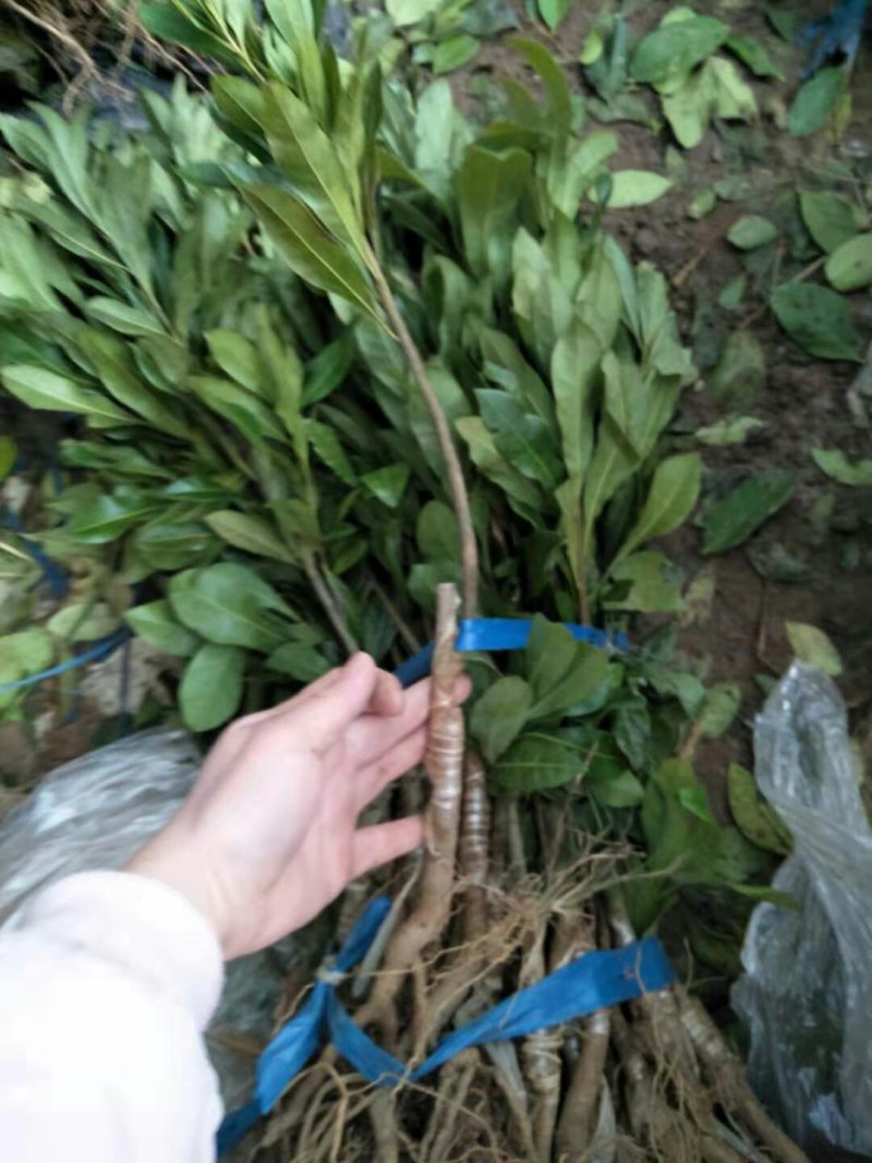 杨梅树苗正宗东魁杨梅嫁接苗，南北方都可以种植好成活的