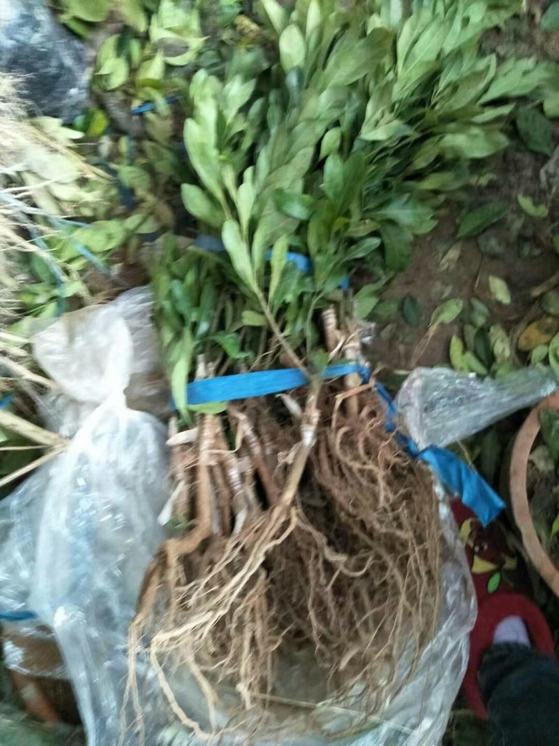 杨梅树苗正宗东魁杨梅嫁接苗，南北方都可以种植好成活的
