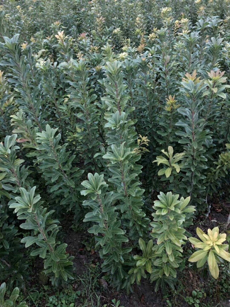 正宗东魁杨梅嫁接苗南北方都可以种植成活率好