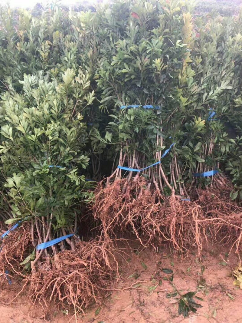 正宗东魁杨梅嫁接苗南北方都可以种植成活率好