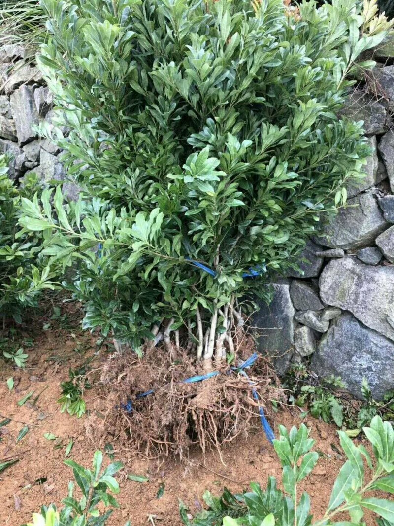 正宗东魁杨梅嫁接苗南北方都可以种植成活率好