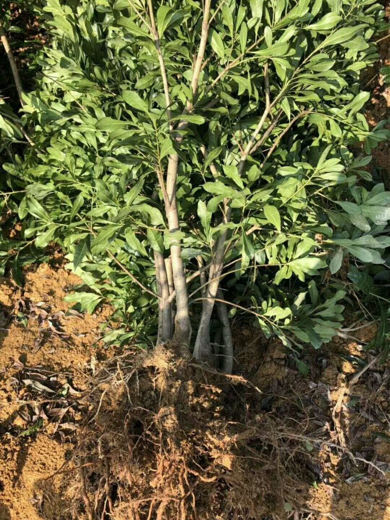 正宗东魁杨梅嫁接苗南北方都可以种植成活率好