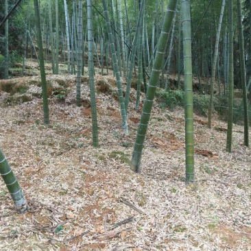 冬笋