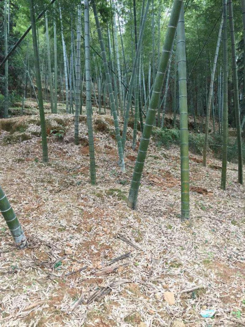 冬笋