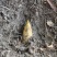 冬笋