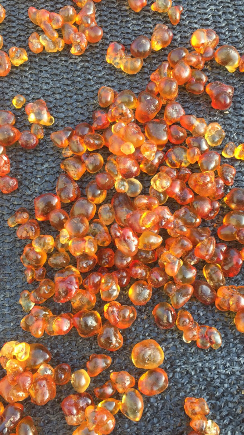 桃胶源头基地工厂机磨水洗纯黄颗粒0.8-1.5，大量现货