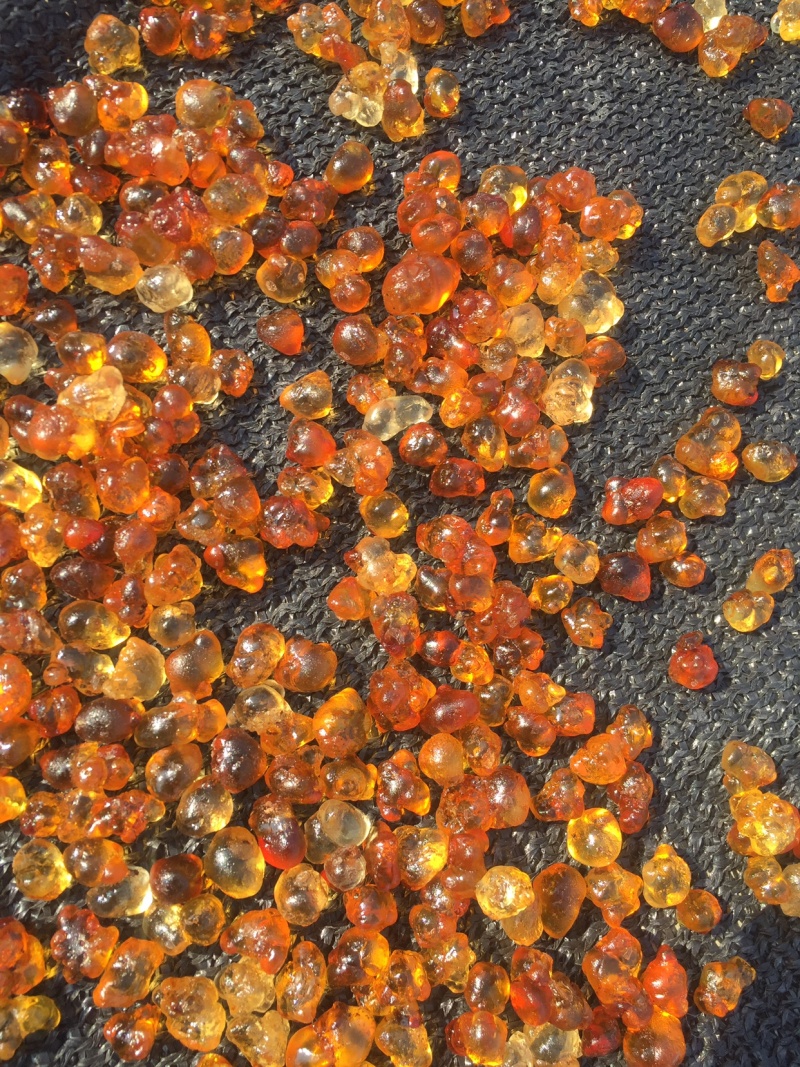 桃胶源头基地工厂机磨水洗纯黄颗粒0.8-1.5，大量现货