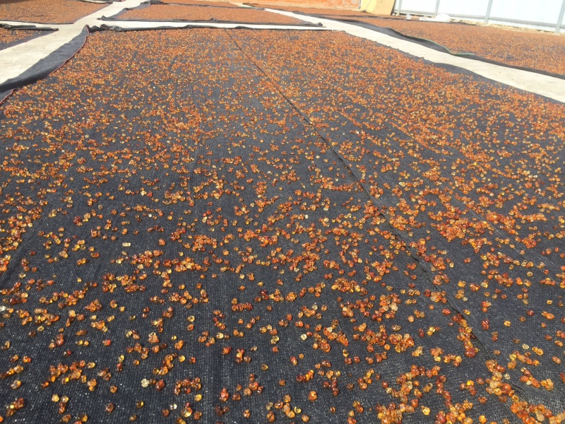 桃胶源头基地工厂机磨水洗纯黄颗粒0.8-1.5，大量现货