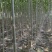 速生泡桐、桐树苗、桐树根（一年苗）