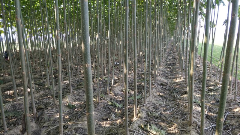 速生泡桐、桐树苗、桐树根（一年苗）