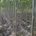 速生泡桐、桐树苗、桐树根（一年苗）
