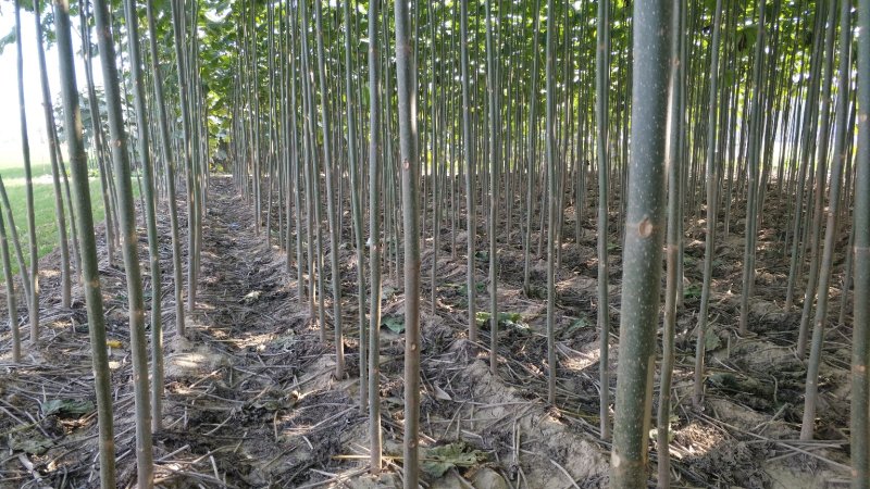 速生泡桐、桐树苗、桐树根（一年苗）