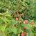 双季红树莓苗，两年苗，品种纯正，亩产量高，产地直发。
