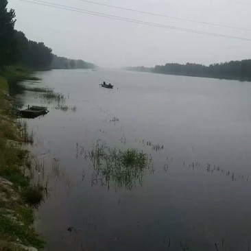 纯野生鲫鱼白鳞大板鲫