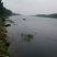 纯野生鲫鱼白鳞大板鲫