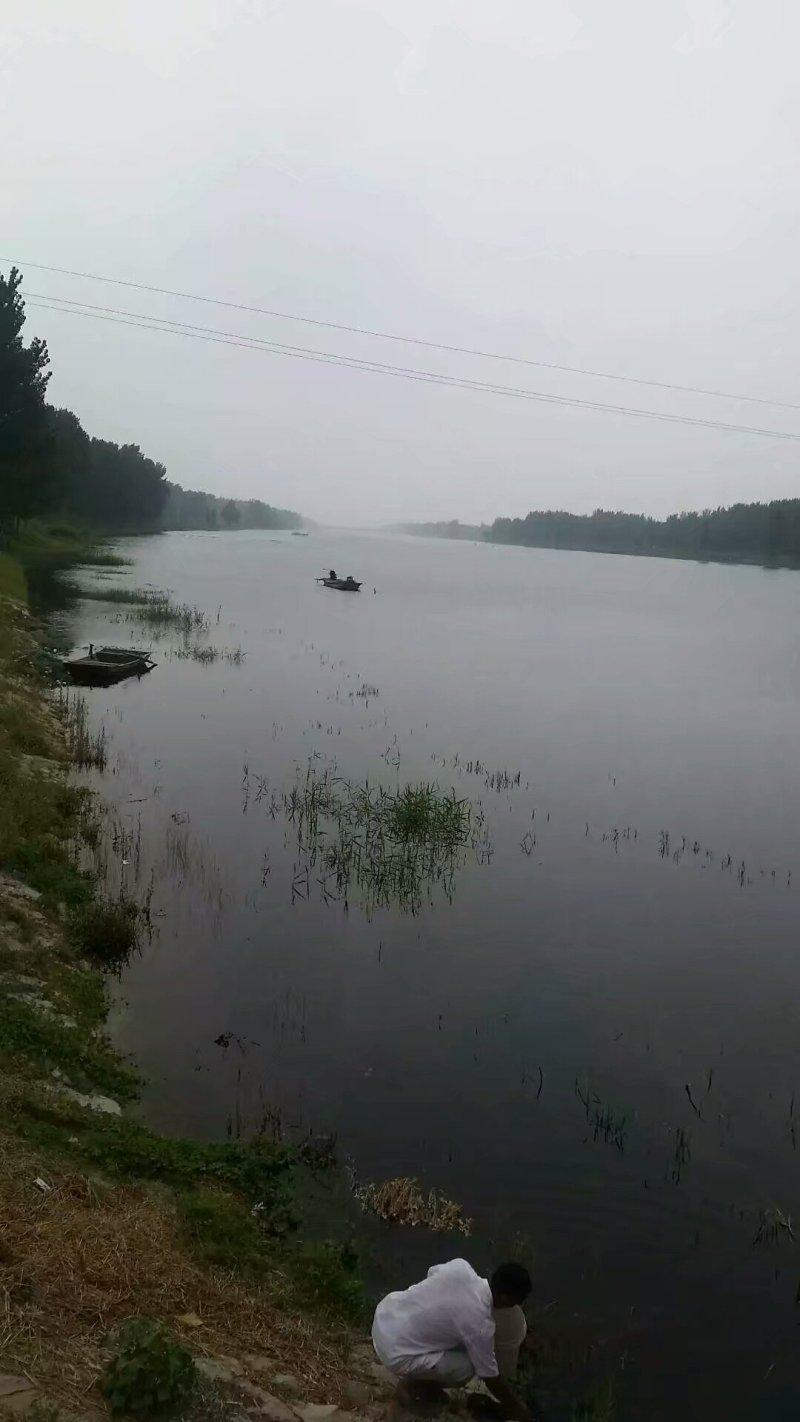 纯野生鲫鱼白鳞大板鲫