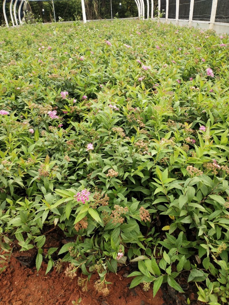 绣线菊/绿化苗木/绣线菊，10袋绣线菊，粉花绣线菊小杯苗