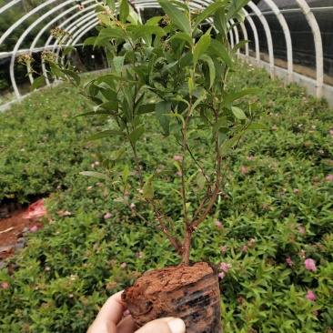 绣线菊/绿化苗木/绣线菊，10袋绣线菊，粉花绣线菊小杯苗