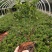 绣线菊/绿化苗木/绣线菊，10袋绣线菊，粉花绣线菊小杯苗