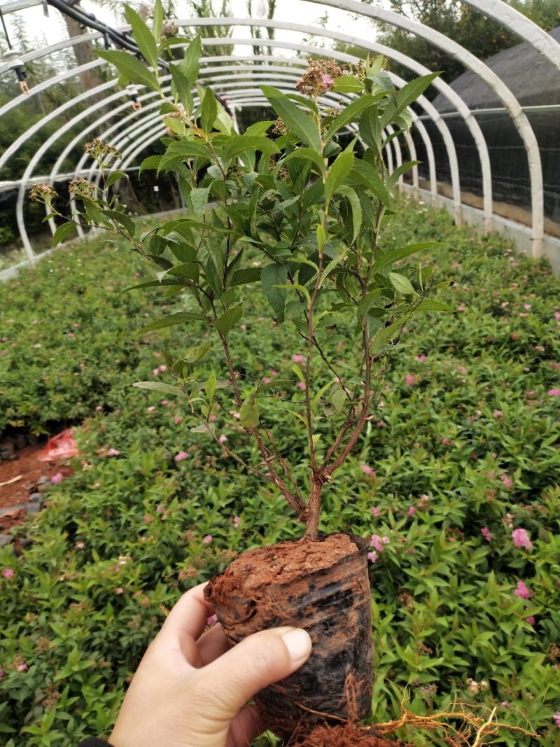 绣线菊/绿化苗木/绣线菊，10袋绣线菊，粉花绣线菊小杯苗