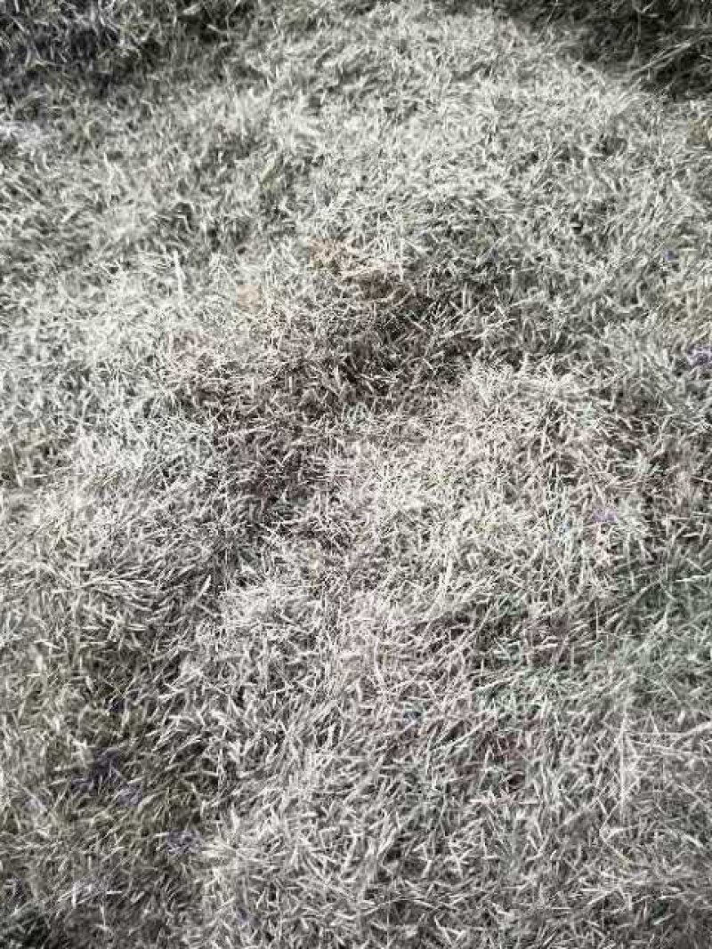 粉黛乱子草种子，花海种子，网红草种子