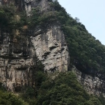 单叶石橄榄
