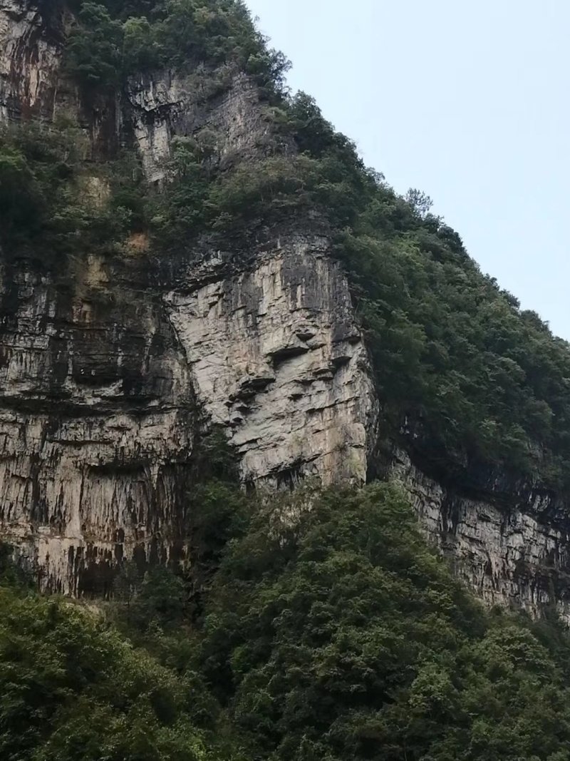 单叶石橄榄