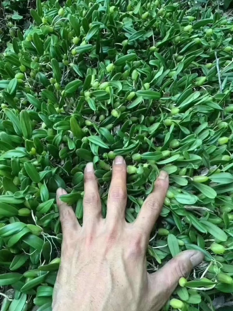 单叶石橄榄