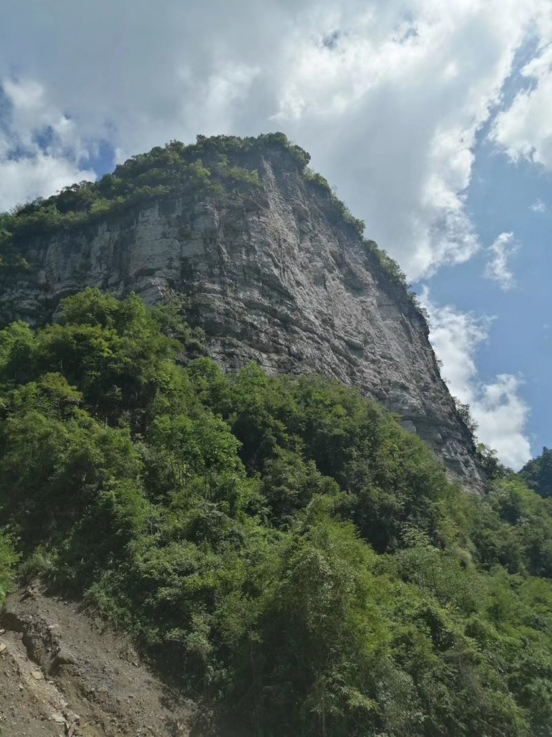 单叶石橄榄