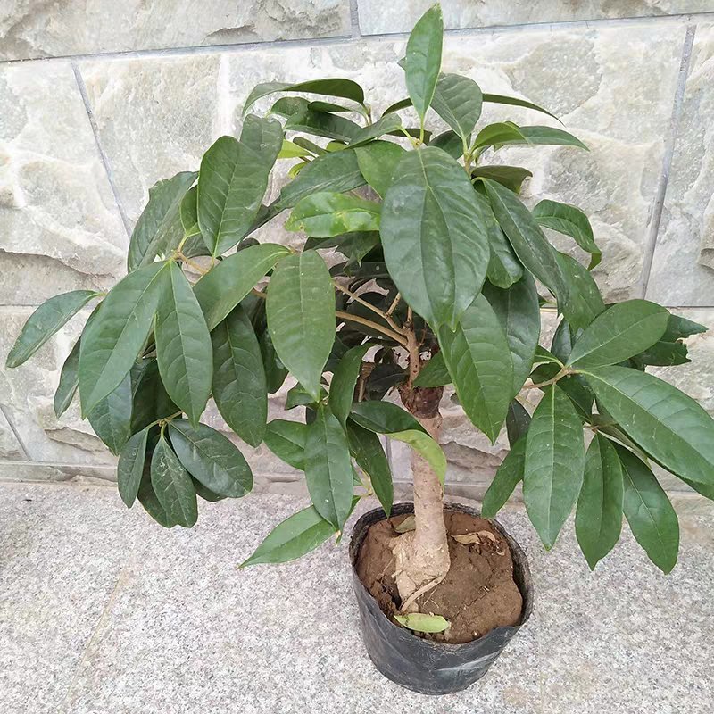 桂花树苗桂花树苗桂花盆栽室内嫁接四季桂金桂丹桂沉香桂桂花