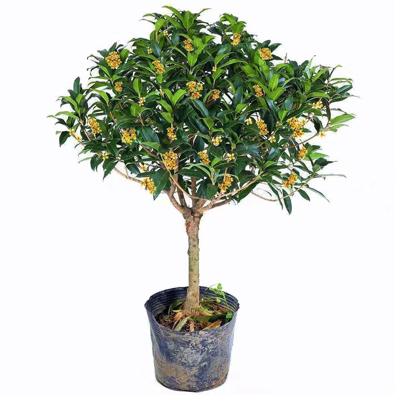 桂花树苗桂花树苗桂花盆栽室内嫁接四季桂金桂丹桂沉香桂桂花