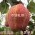 【热销】早酥红梨树苗嫁接苗当年结果苗根系发达南北方种植