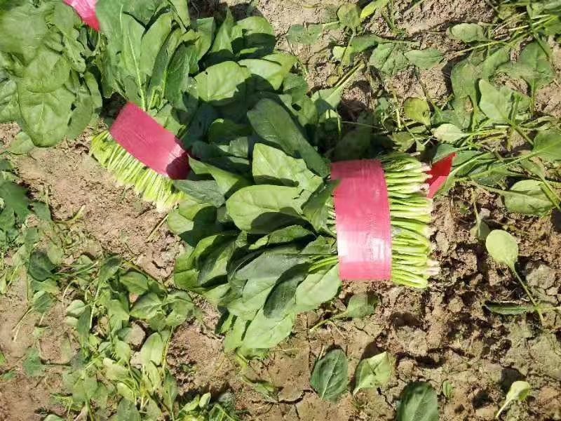 山东金乡精品大叶菠菜，代发全国各地，欢迎前来采购