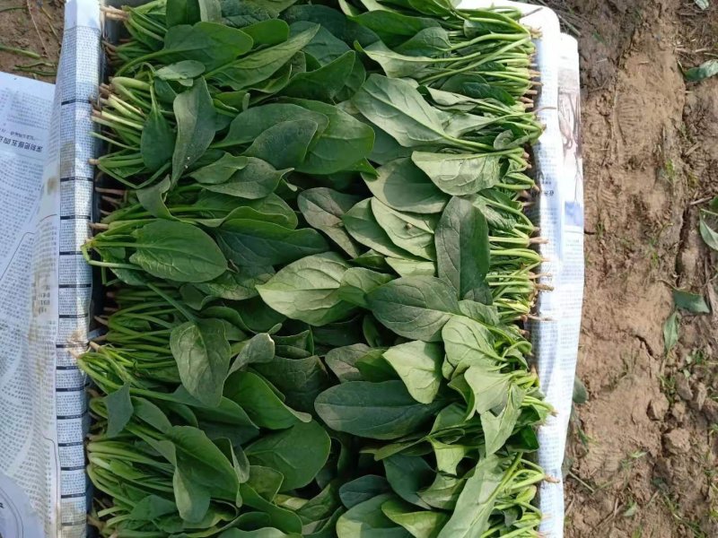 山东金乡精品大叶菠菜，代发全国各地，欢迎前来采购