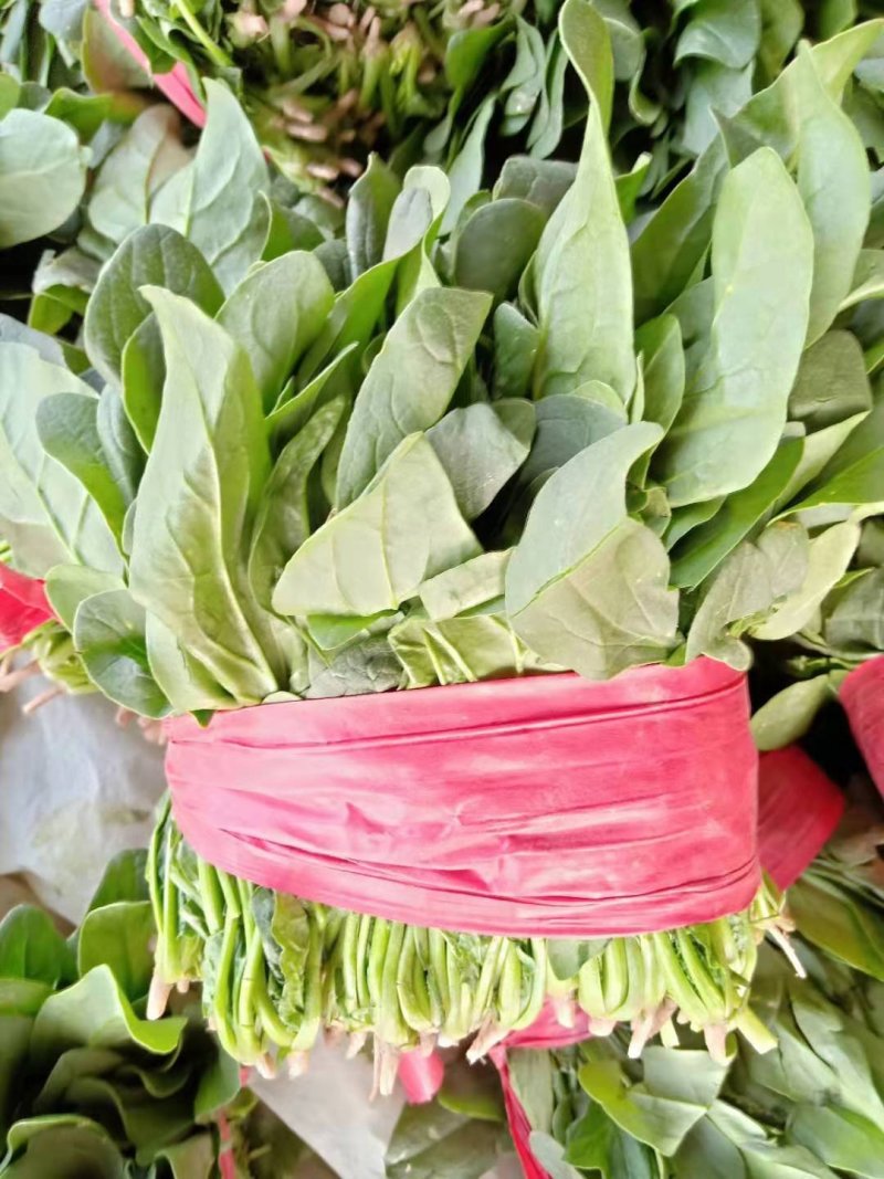 山东金乡大叶小根精品菠菜，代发全国各地，欢迎前来采购