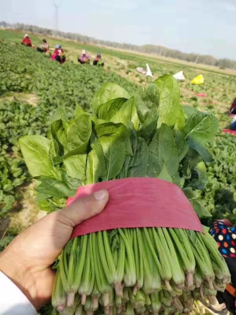 山东金乡大叶小根精品菠菜，代发全国各地，欢迎前来采购
