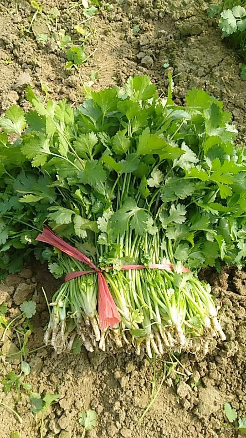 香菜